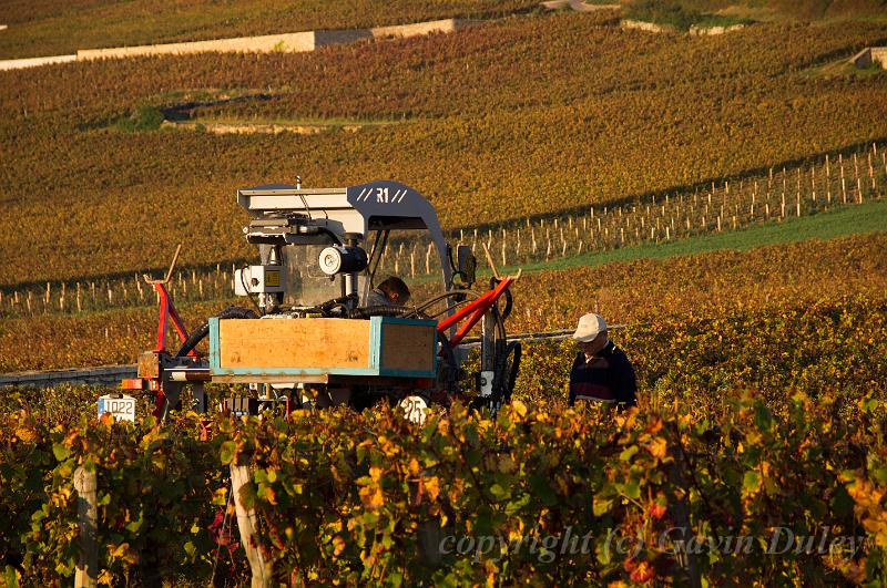 Romanée-Conti, near Vosne-Romanée, Côte d'Or morning IMGP3721.jpg